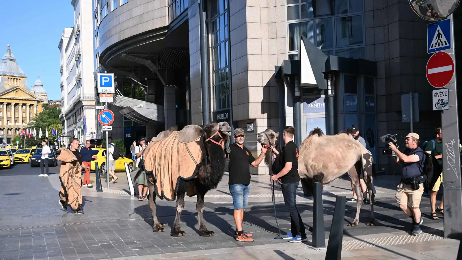 مسيرة للإبل في بودابست للتحذير من خطر الجفاف (صور وفيديو)