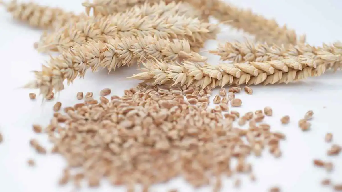 "قمح خارق" يفجر جدلاً في أوروبا