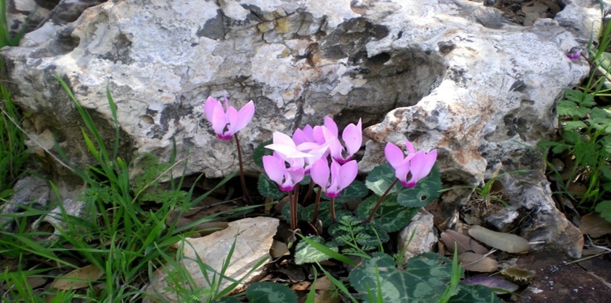 كتاب "أرض الورد" يُحارب بشاعة الاحتلال بالجمال الفلسطيني