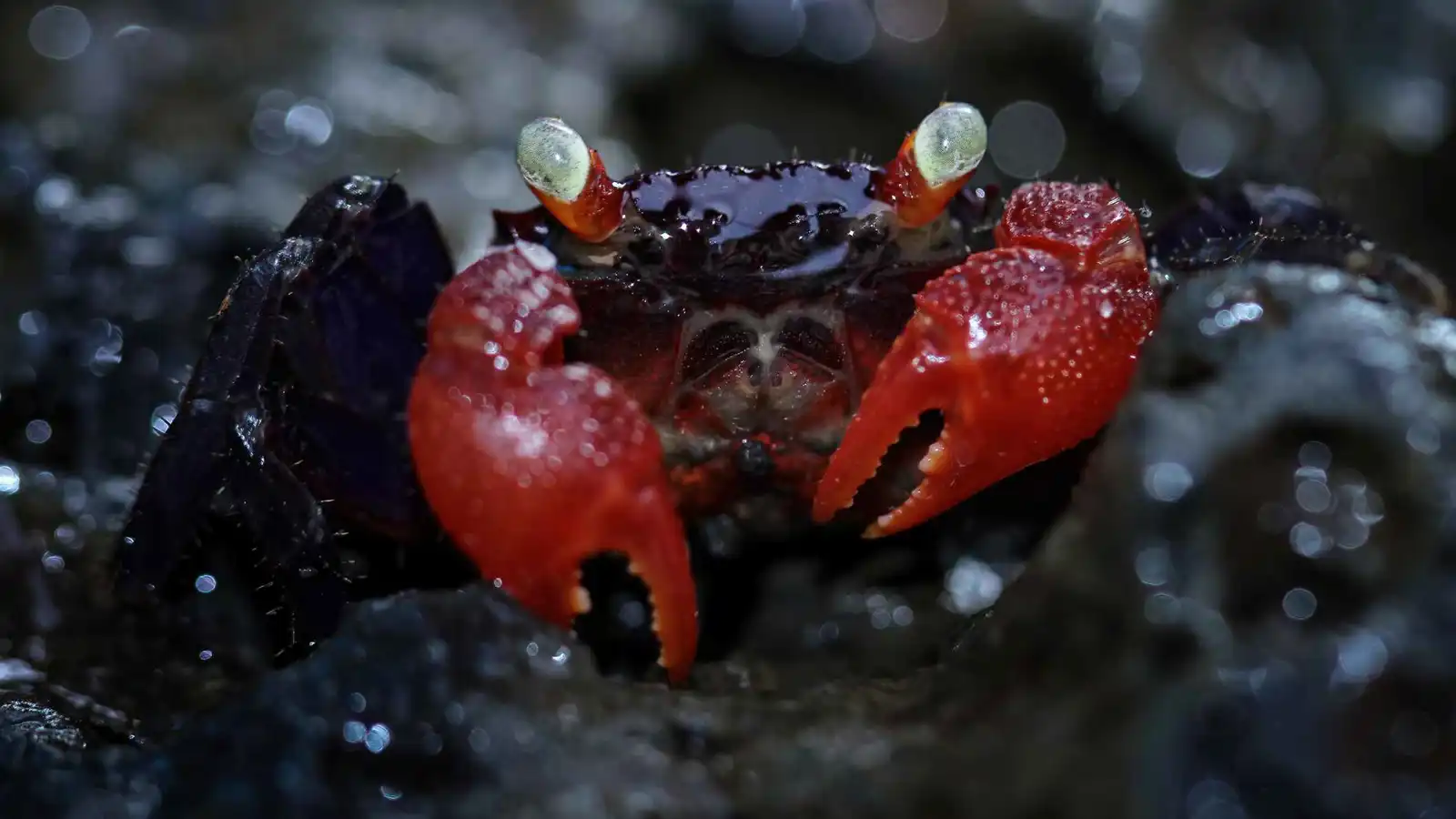 وفاة مدونة طعام شهيرة بعد تناول "سرطان الشيطان" (صور)