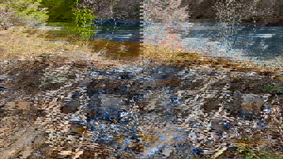 77 ألف سمكة سلمون تنجو بأعجوبة بعد حادث سير