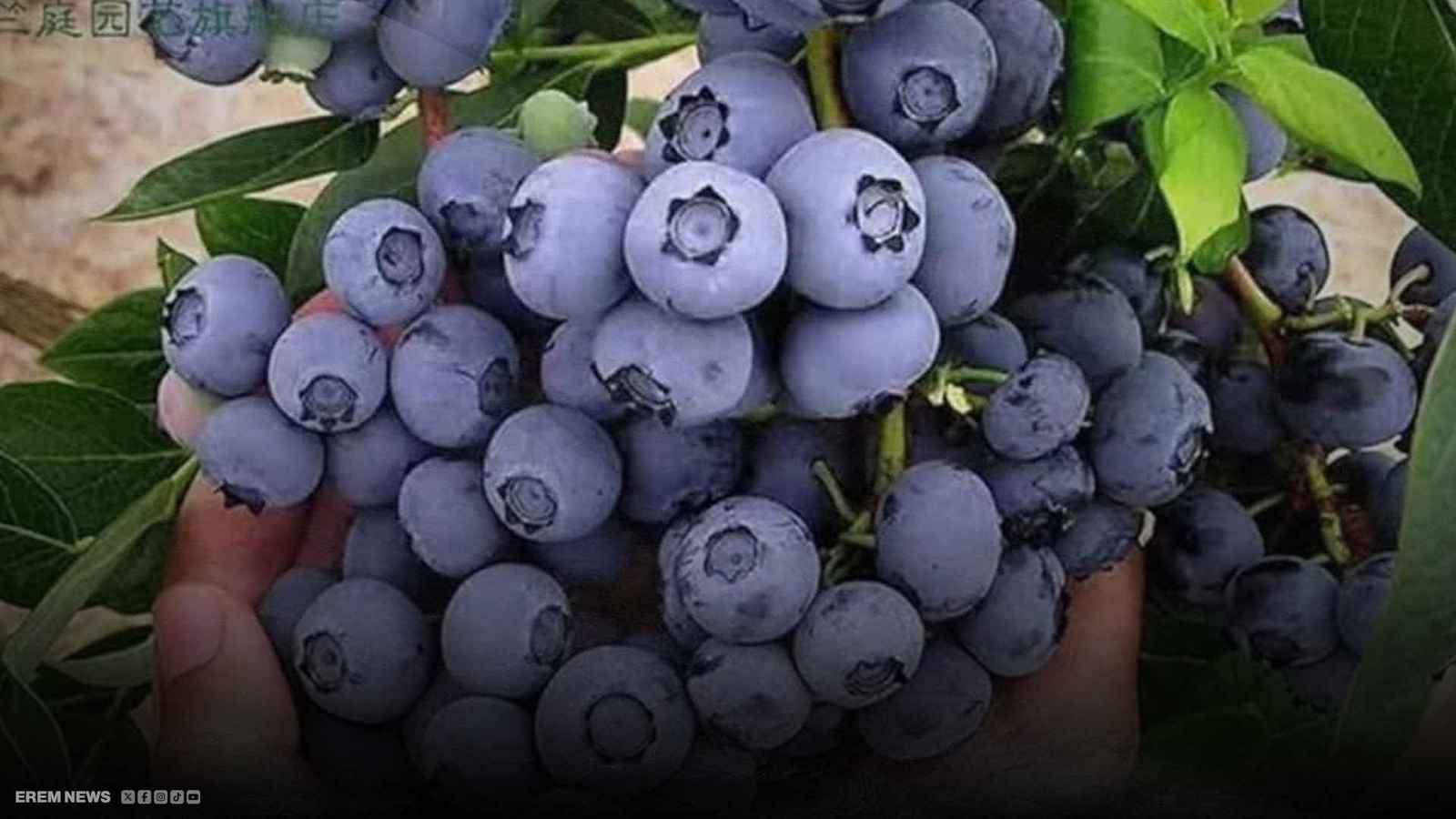 كارثة واستدعاء عاجل.. التوت الأزرق ملوث ببكتيريا قاتلة (فيديو إرم)