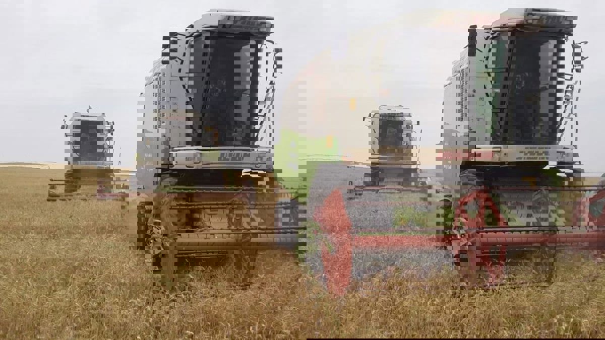 الحرب في أوكرانيا تعيد رسم خريطة توزيع القمح والجوع في العالم