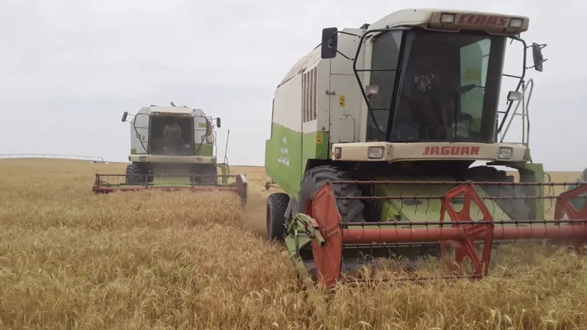 الحرب في أوكرانيا تعيد رسم خريطة توزيع القمح والجوع في العالم