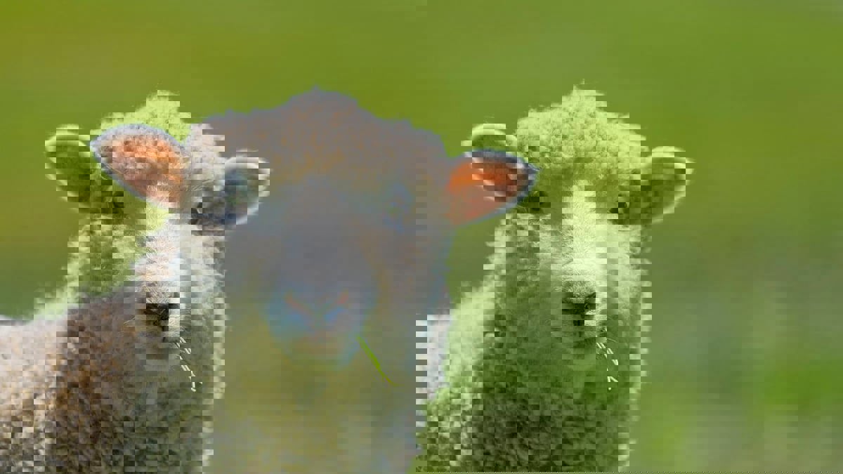 الكويت.. بيع خروف في مزاد علني بـ 200 ألف دولار (فيديو)