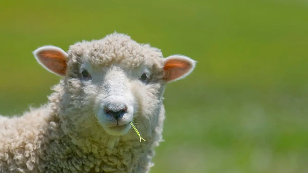 الكويت.. بيع خروف في مزاد علني بـ 200 ألف دولار (فيديو)