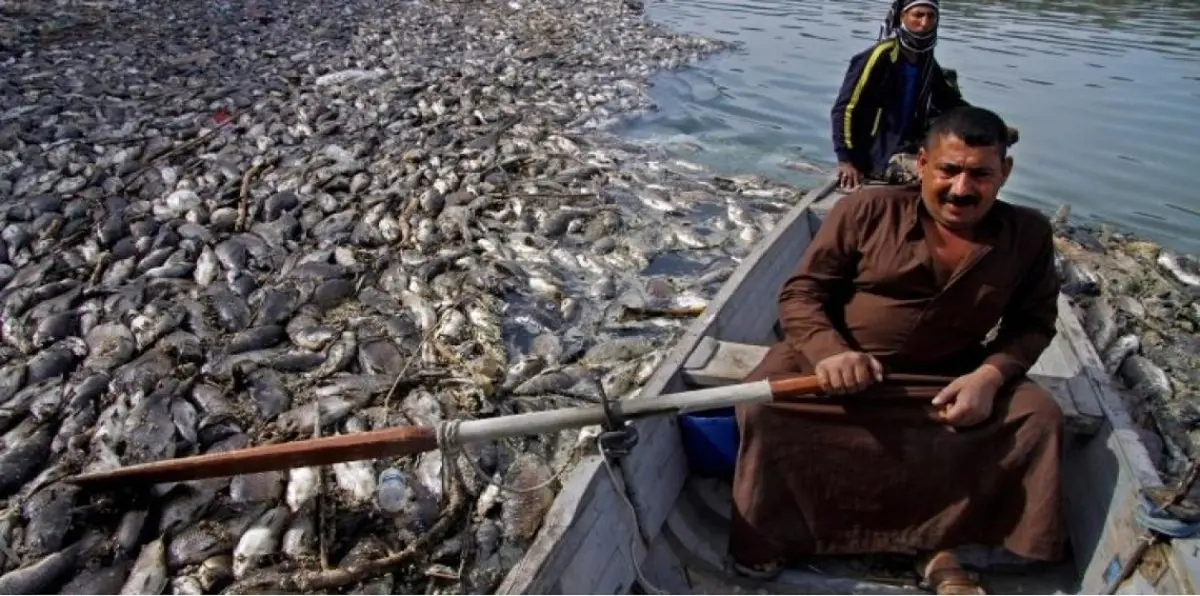 تفاقم ظاهرة "نفوق الأسماك" في محافظات وسط وجنوب العراق (صور وفيديو)