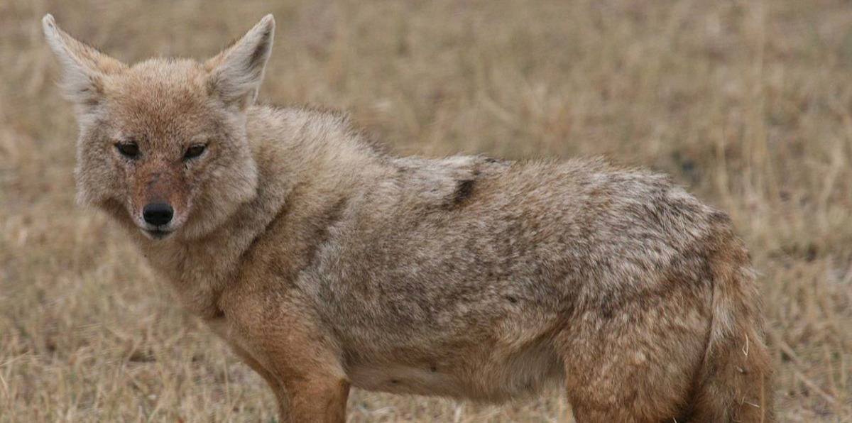 نورسين فريحات.. طفلة أردنية تربي الضباع كحيوانات أليفة (فيديو)