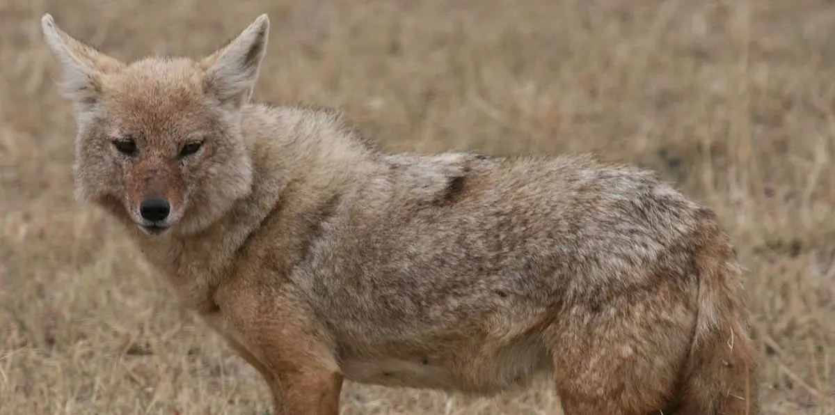 نورسين فريحات.. طفلة أردنية تربي الضباع كحيوانات أليفة (فيديو)