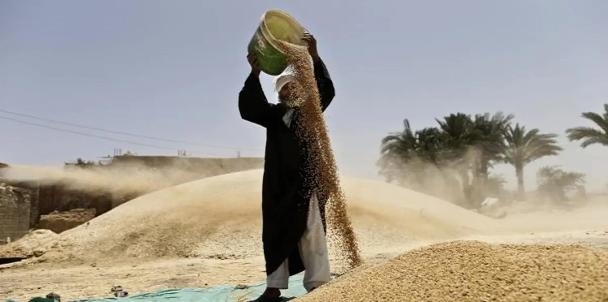 مصر ترصد 14 مليار جنيه لشراء القمح المحلي في 2016