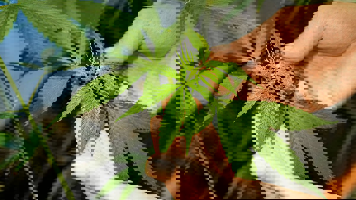 ألمانيا تُشرّع "الحشيش الترفيهي"