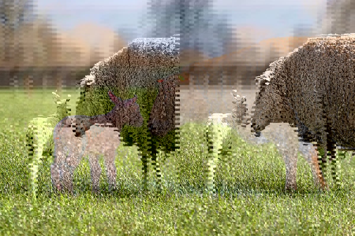 الجزائر.. بيع الأضاحي بالتقسيط للتغلب على ارتفاع الأسعار