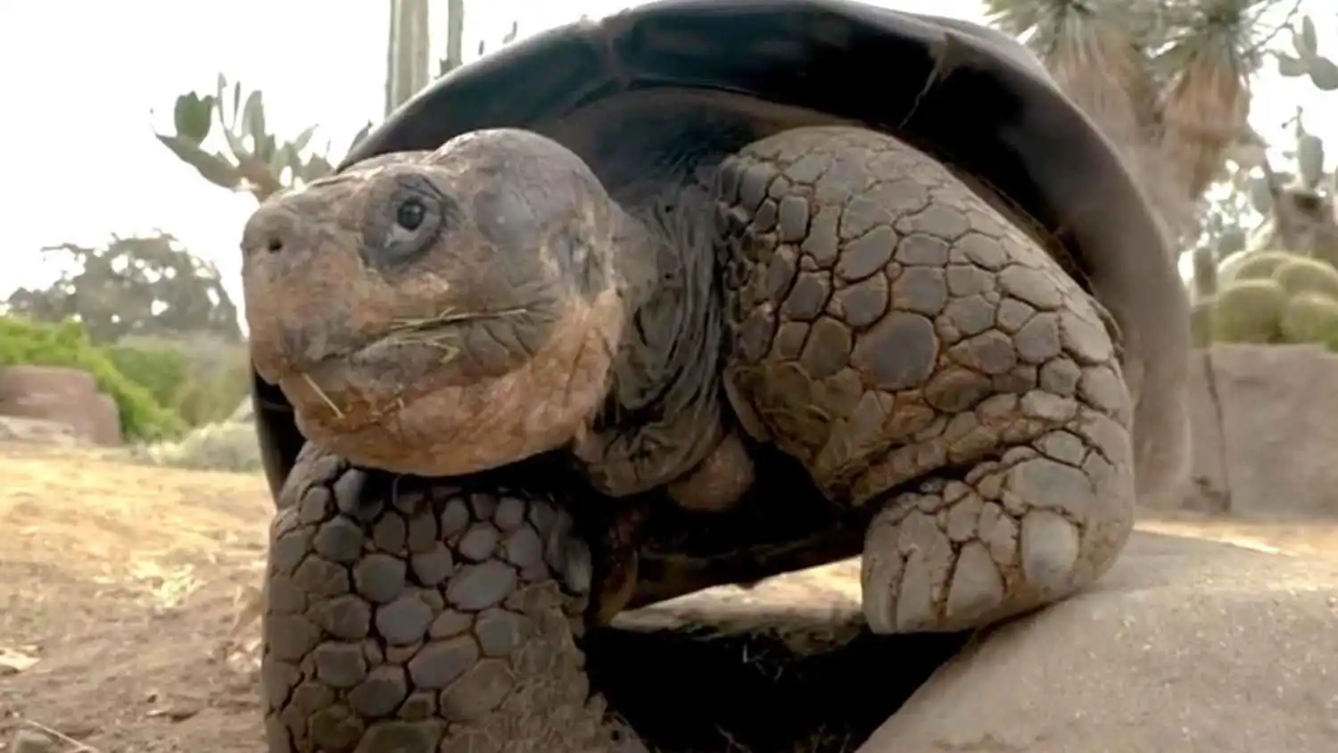 وفاة السلحفاة "غراما غالاباغوس" عن 141 عاماً (فيديو)