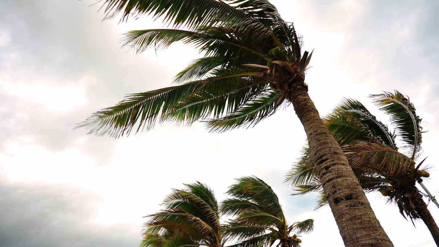 مصر.. نخلة "تقتل" طالبة طب (صور)