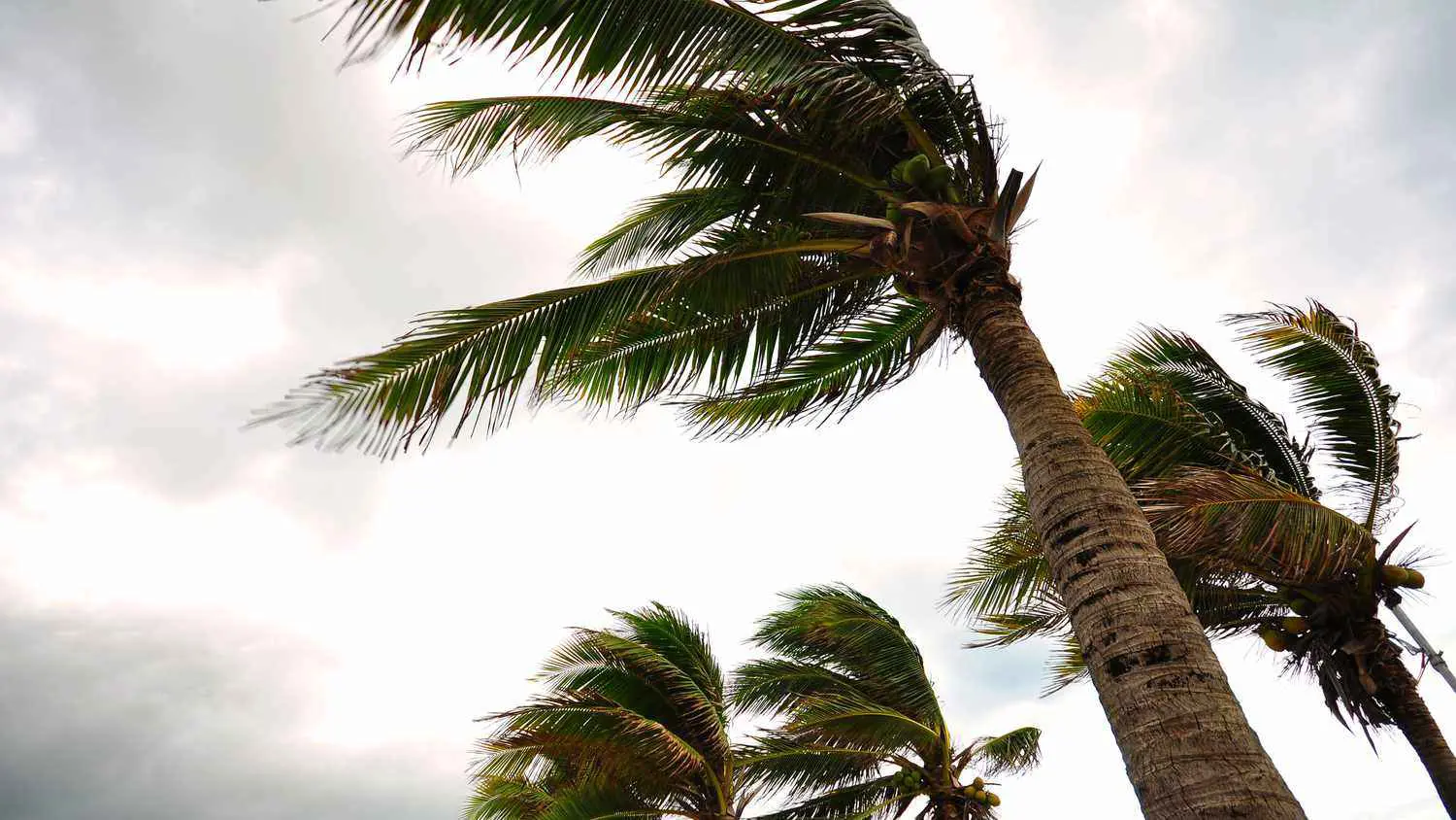 مصر.. نخلة "تقتل" طالبة طب (صور)