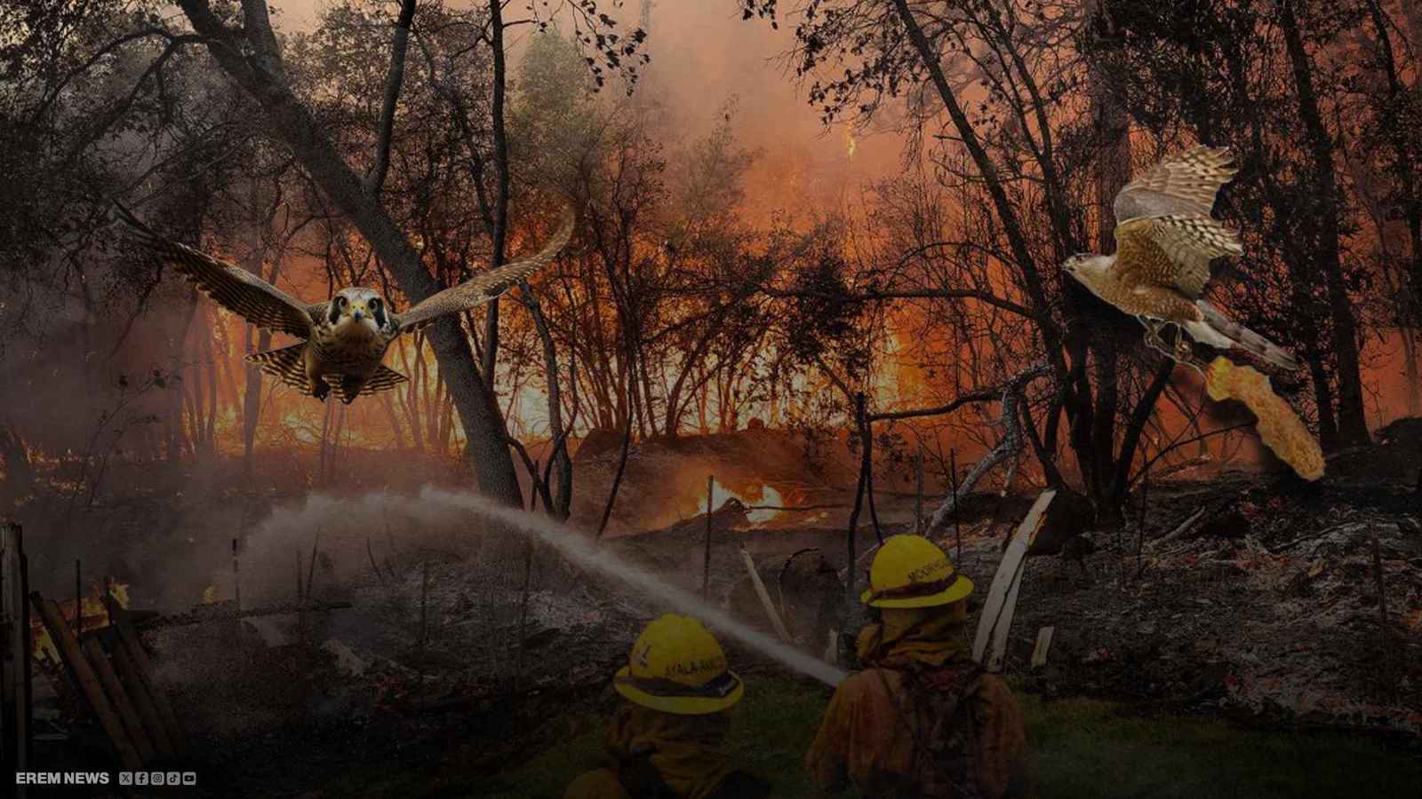 الصقور من أحرقت لوس أنجلوس