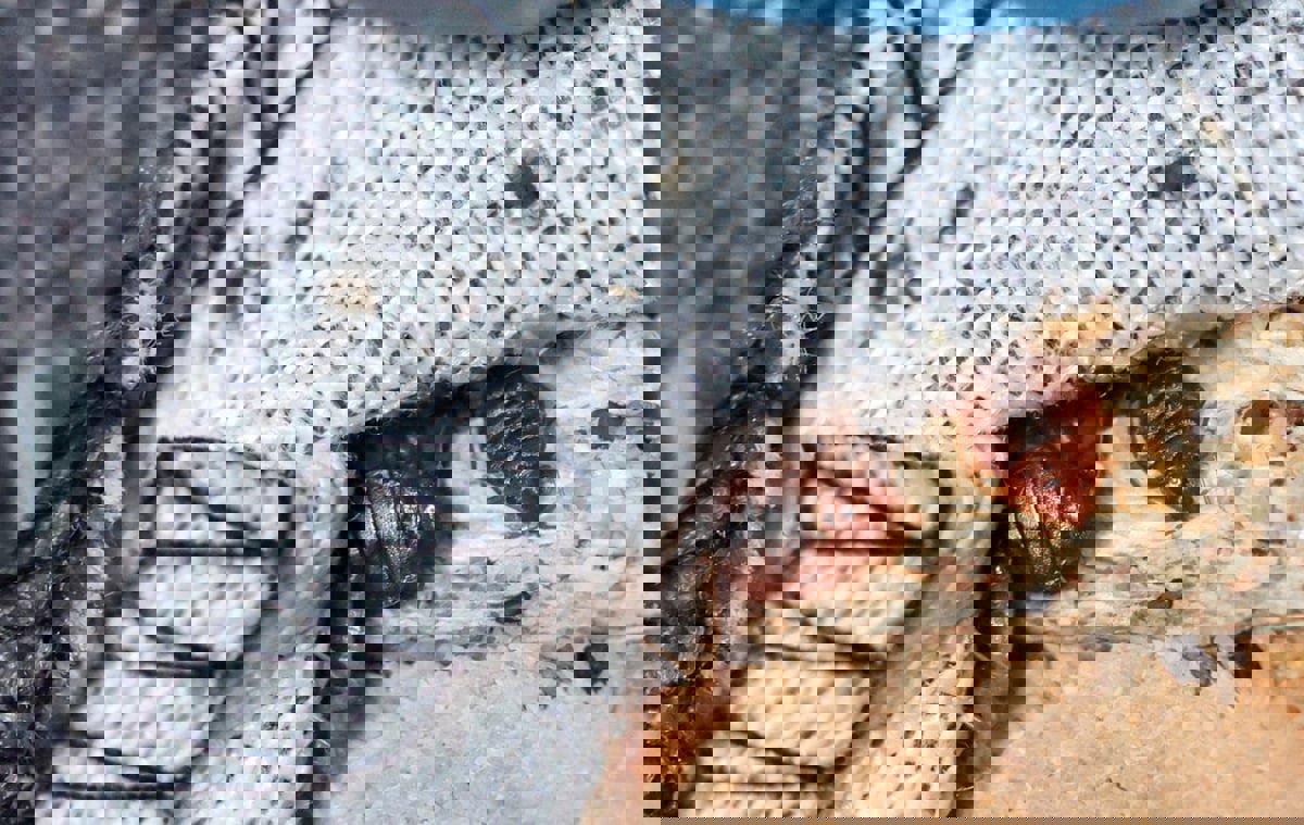 المغرب.. دليل وقائي لحماية المسافرين من "بق الفراش" 