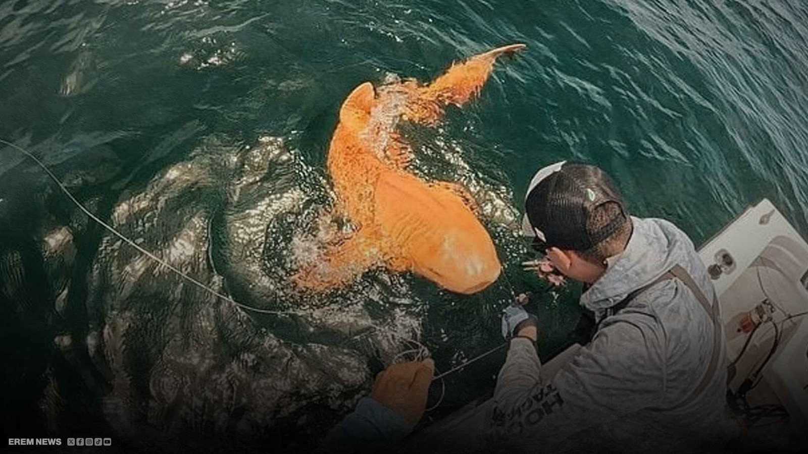 أول ظهور لقرش برتقالي غامض يذهل الصيادين والعلماء (فيديو إرم)