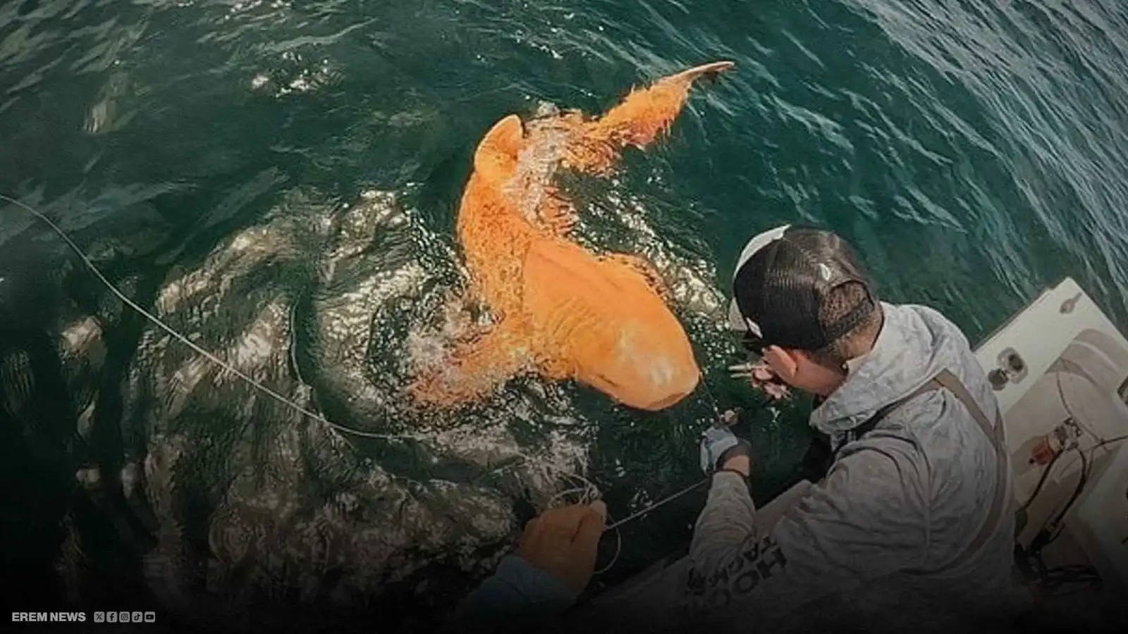 أول ظهور لقرش برتقالي غامض يذهل الصيادين والعلماء (فيديو إرم)