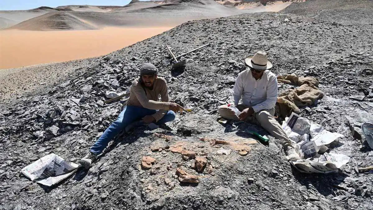 عاشت قبل 66 مليون عام.. اكتشاف أقدم سلحفاة في مصر (صور)