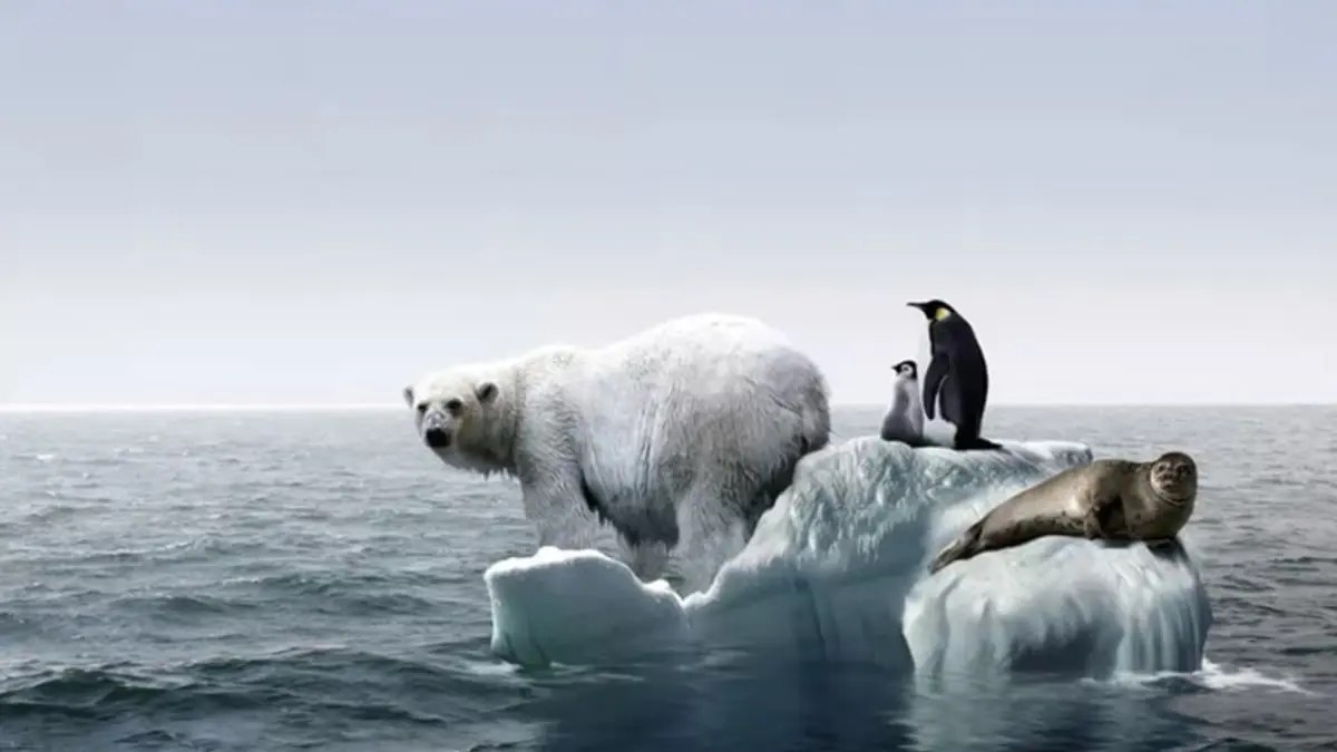 ما الكائنات المهددة بالانقراض بفعل التغير المناخي؟