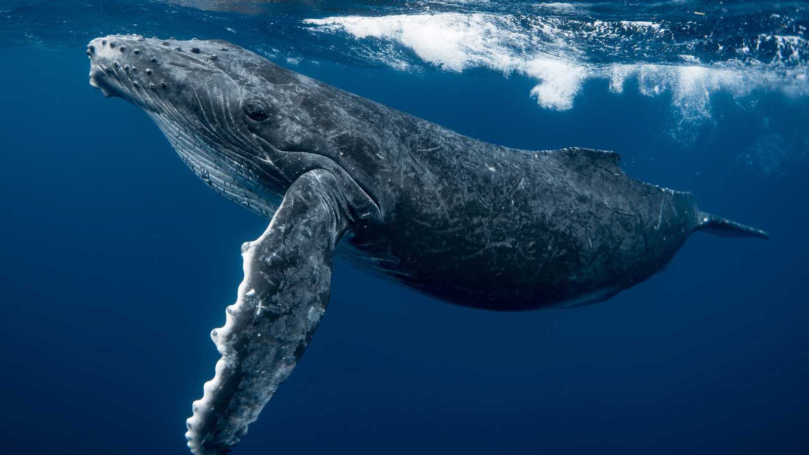 لحظات مرعبة.. غواصة تواجه حوتاً هائلاً "كاد يبتلعها" (فيديو إرم)