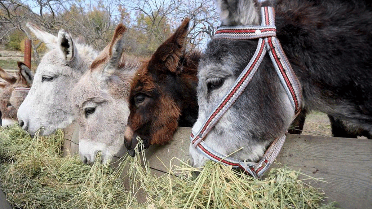 ألبانيا.. إقبال متزايد على حليب الحمير في ظل وباء كورونا