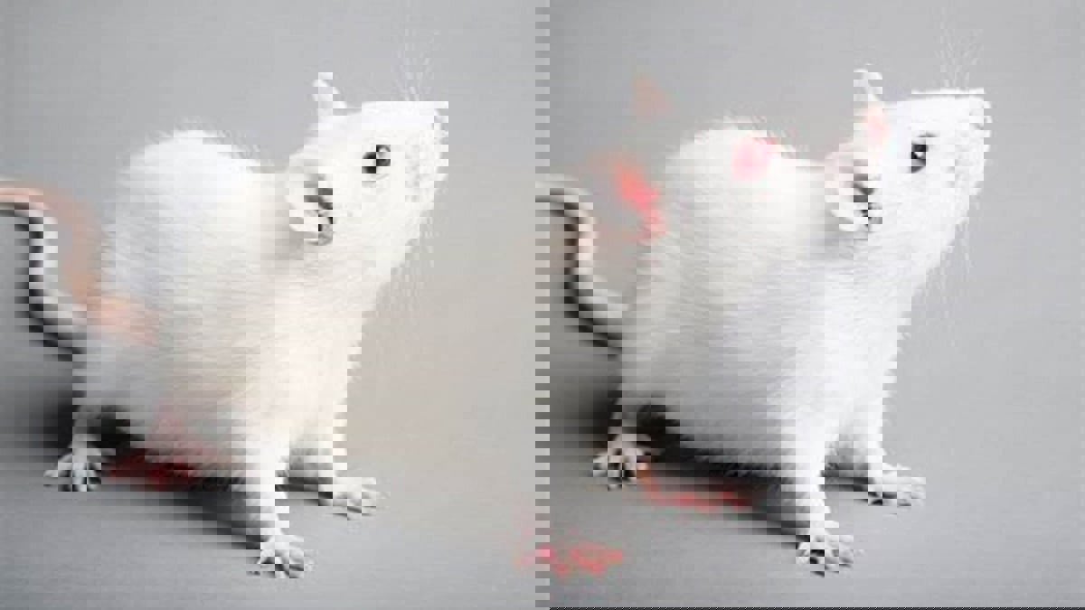 مصر.. براءة معيد بكلية الطب البيطري من تهمة قتل فئران زميلته