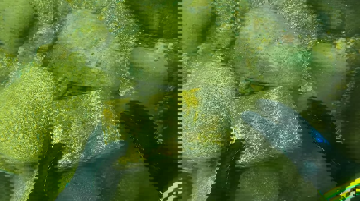 حقيقة اكتشاف نسخة نادرة من القرآن في قاع البحر (فيديو)