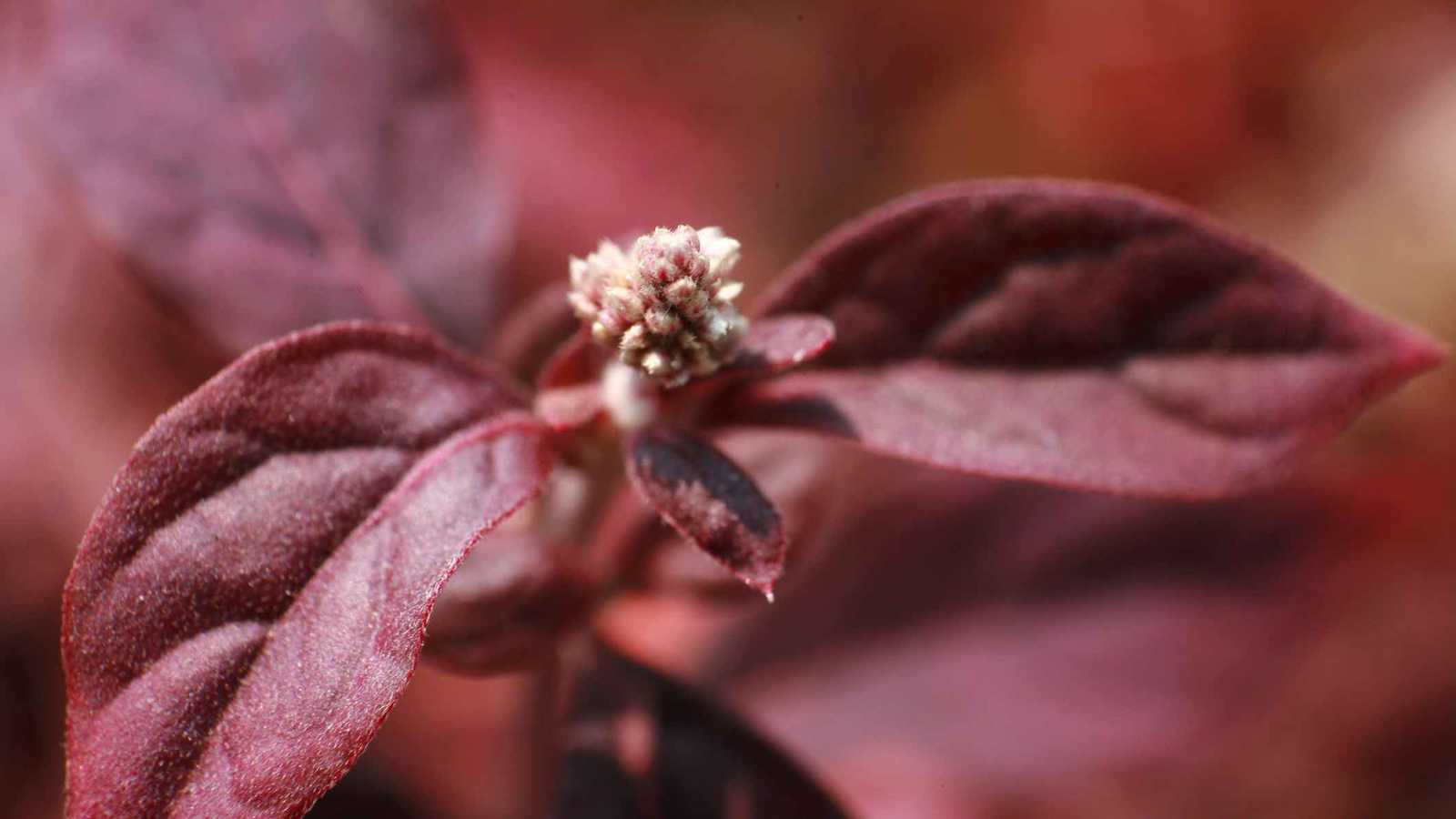 اختراق طبي في علاج التهاب المفاصل من خلال "عشبة سحرية"