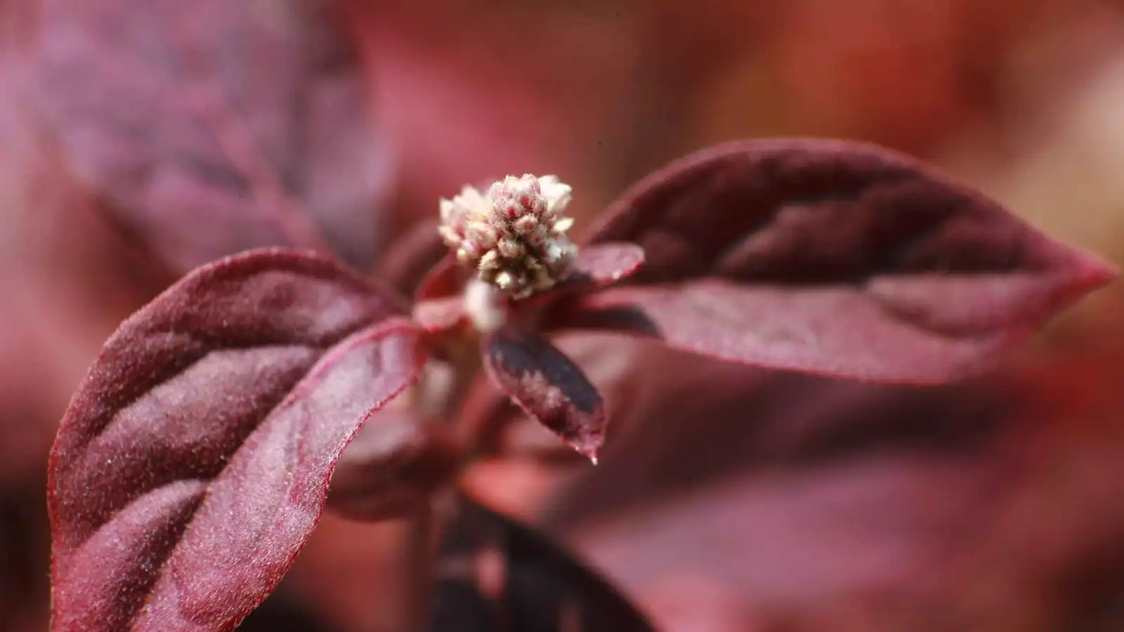 اختراق طبي في علاج التهاب المفاصل من خلال "عشبة سحرية"