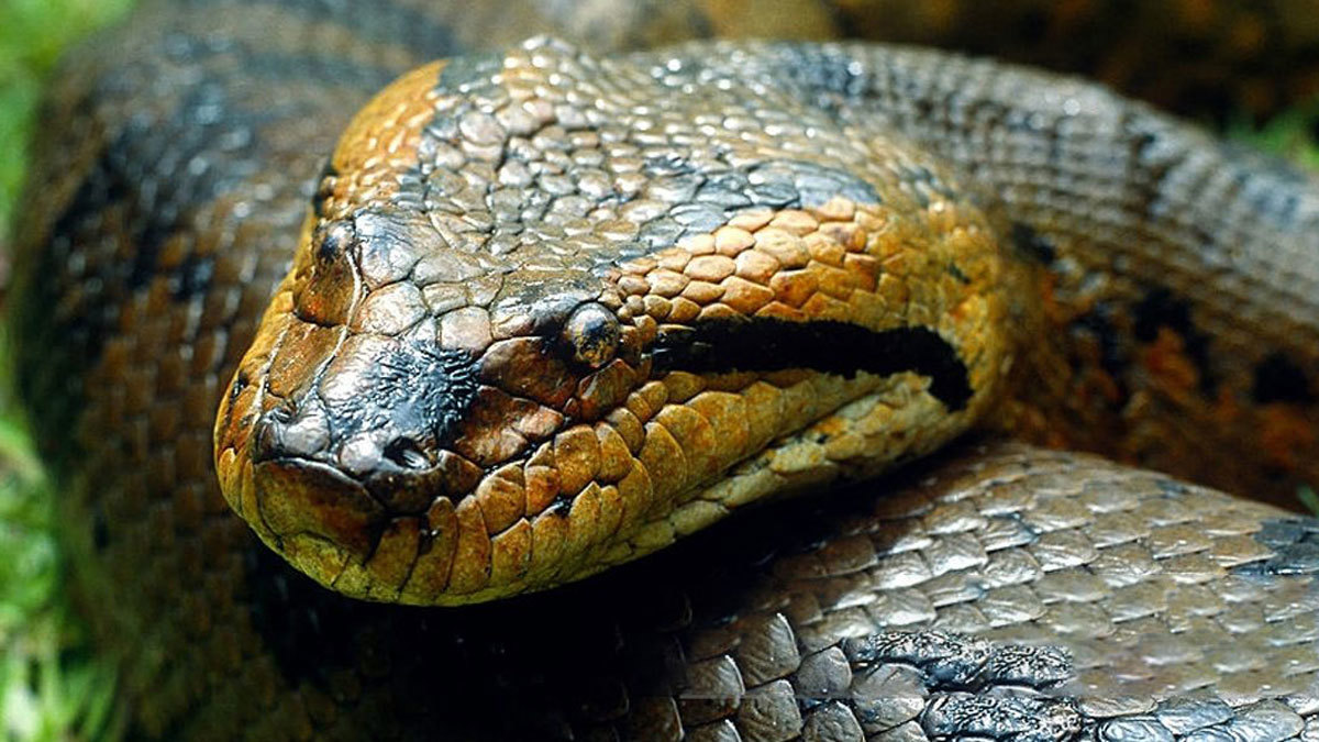 واقعة غريبة.. "أفعى" توقف جلسات البرلمان في نيجيريا