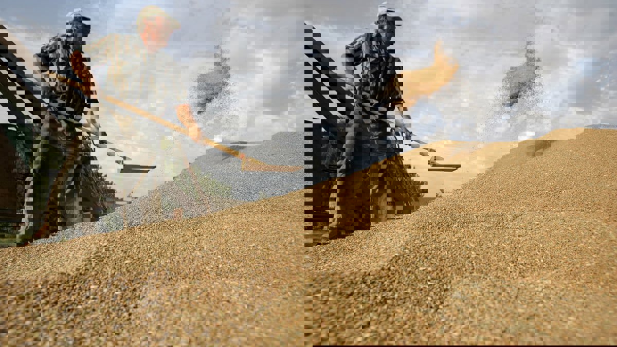 ارتفاع طفيف في أسعار القمح الروسي وتسارع الصادرات