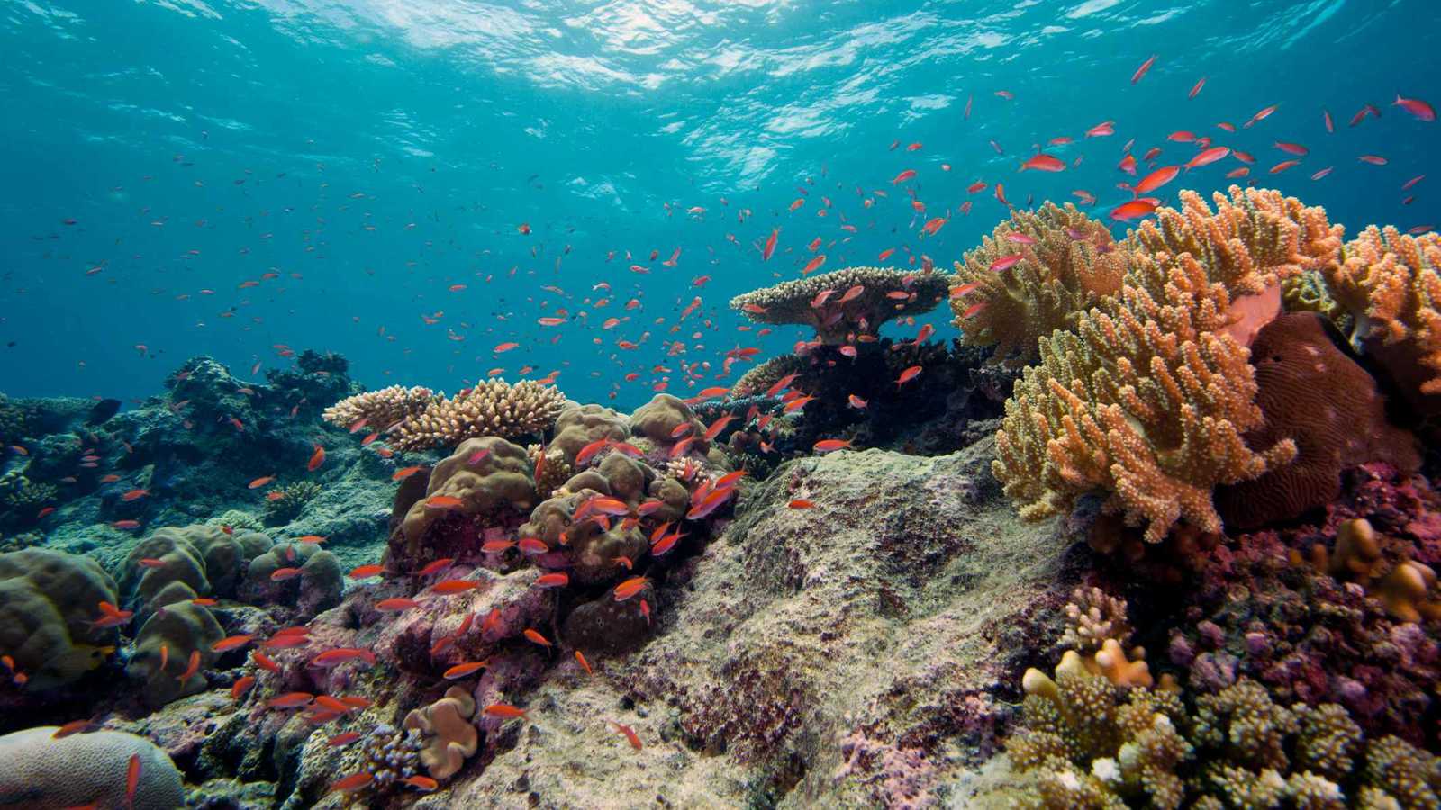 العلماء: فقدان الشعاب المرجانية أصبح شبه مؤكد ولا يمكن عكسه