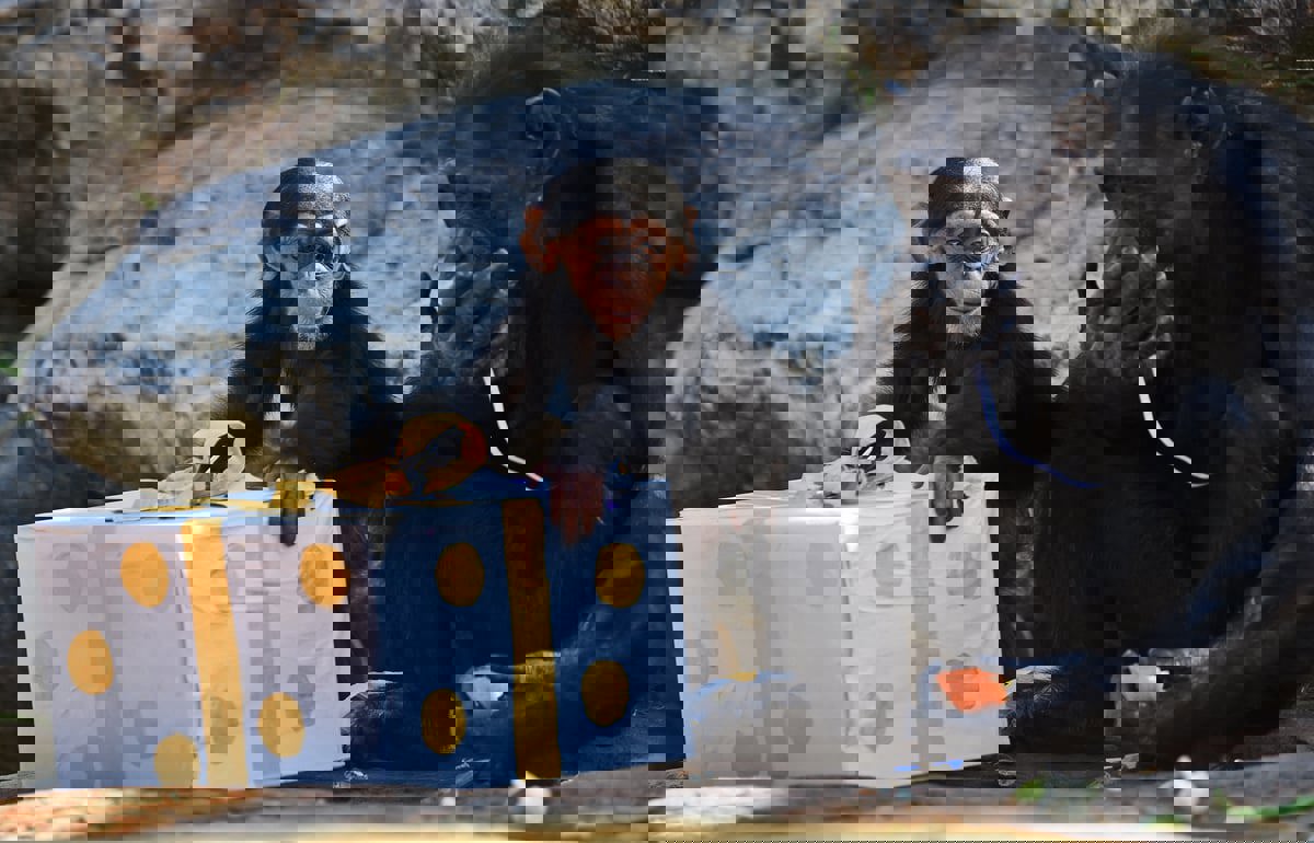 دراسة: القرود الصغيرة تحب الإغاظة والمزاح