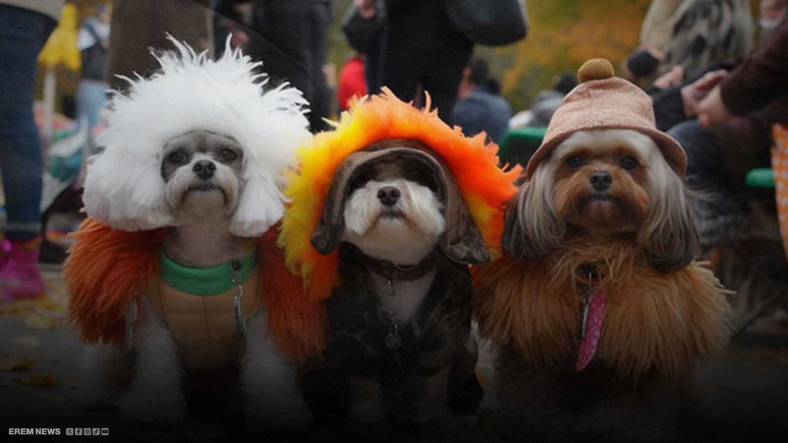 أمريكا.. موكب كلاب متنكرة في أزياء بشرية (فيديو إرم)