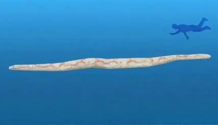 اكتشاف اضخم ثعبان بحري