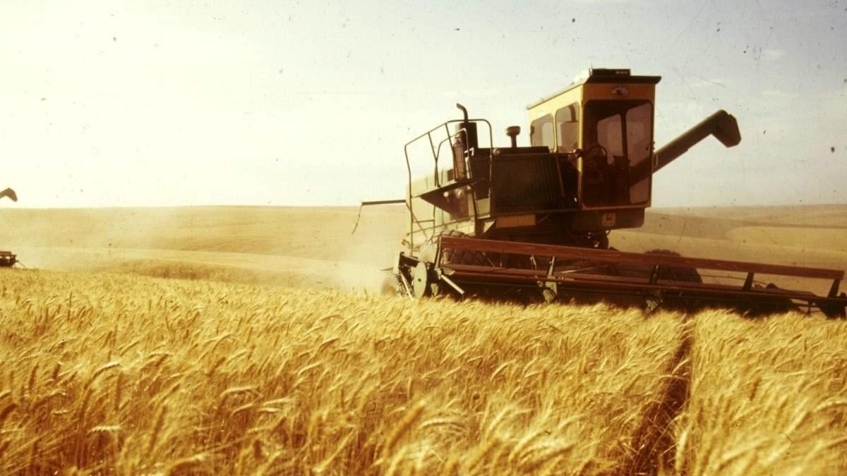 روسيا تحصل على إذن لتصدير القمح إلى السعودية‎