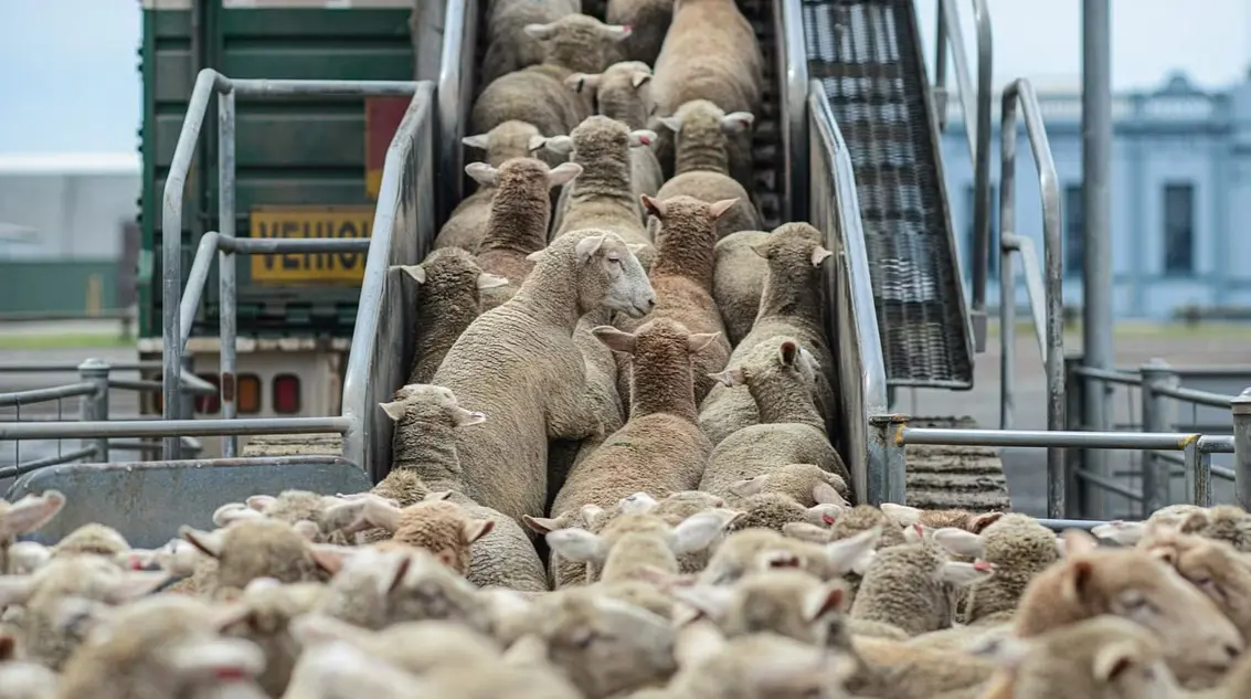 البيطريون المزيفون يهددون ثروة الأردن الحيوانية