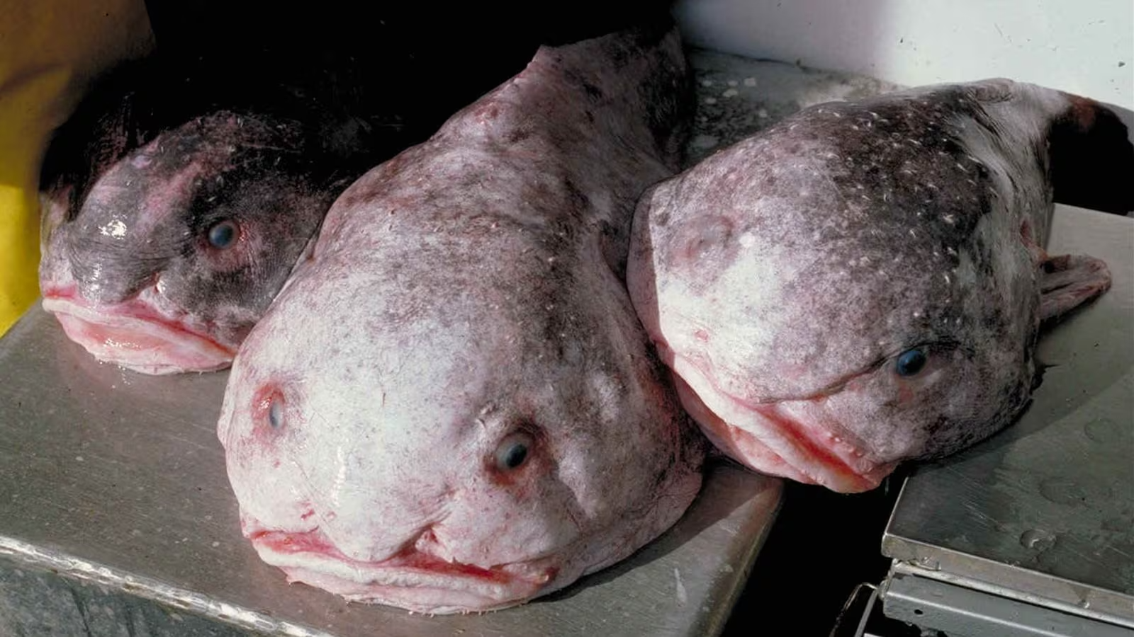 "أبشع حيوان في العالم" يفوز بلقب سمكة العام في نيوزيلندا