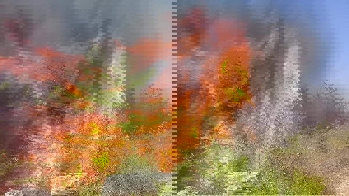 لليوم الثالث على التوالي.. النيران تلتهم أرياف ثلاث محافظات سورية (صور وفيديو)