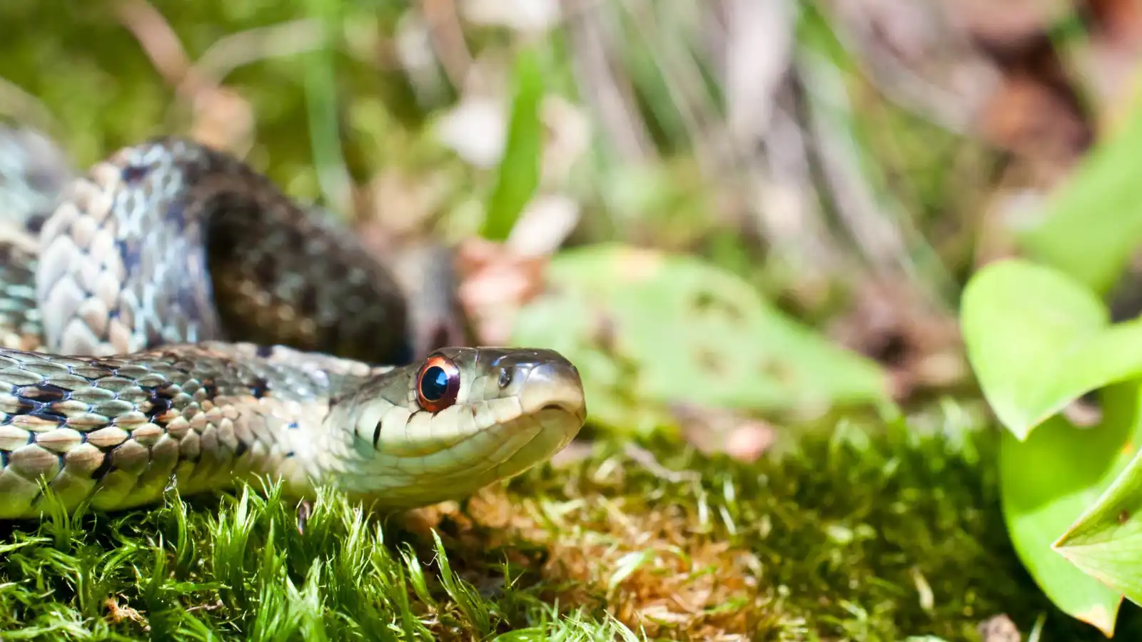 الحدائق قد تكون مأوى للثعابين.. إليك نصائح لتجنبها