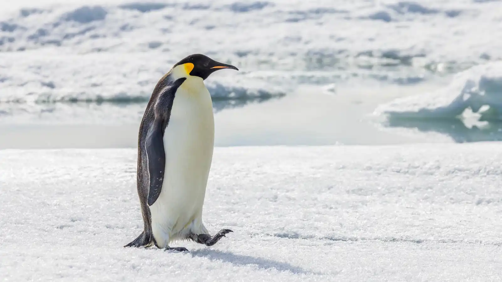 خطر يهدد بطريق الإمبراطور.. ذوبان الجليد يحوّل تبديل الريش إلى معركة بقاء