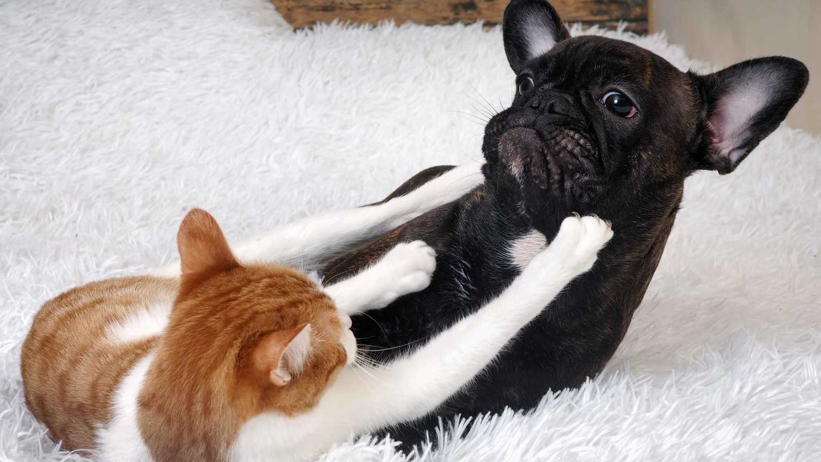 طلاق زوجين بسبب عدم توافق حيواناتهما الأليفة