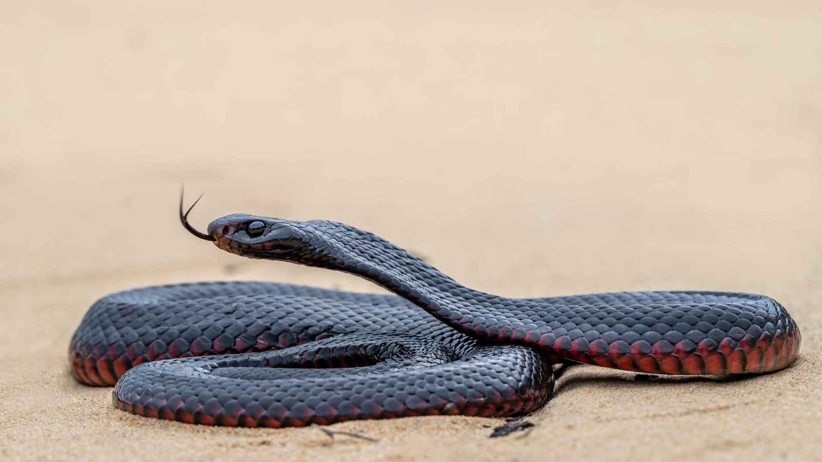 ثعبان يلدغ منقذه "رجل الأفاعي" قبل إطلاقه (فيديو)