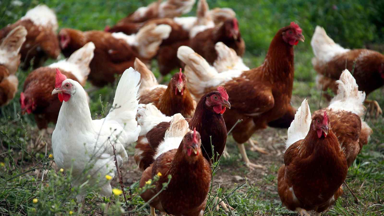 "دجاجة" تفجّر عراكاً بالكراسي والأسلحة في العراق (فيديو)