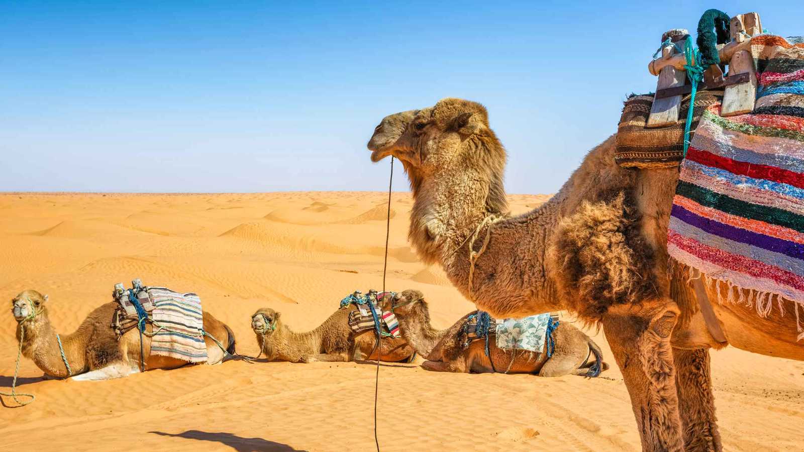 مصدرها الإبل واللاما.. بروتينات قد تُحدث ثورة في علاج اضطرابات الدماغ