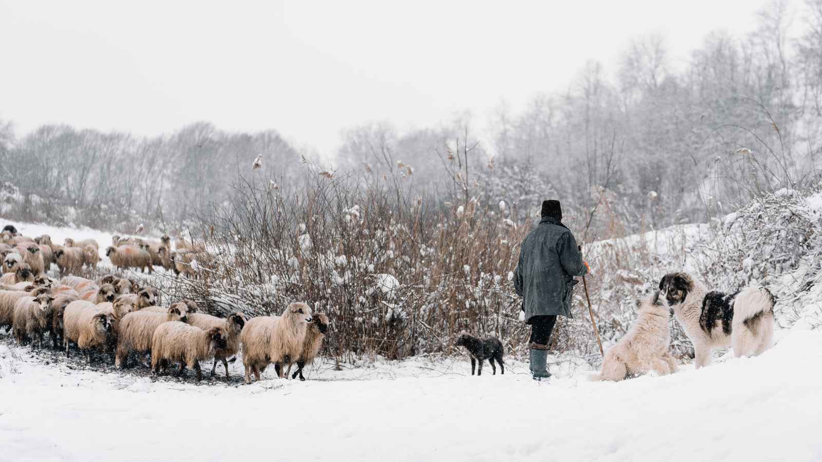 راع تركي يستيقظ على مفاجأة "مناخية" مبكرة (صور)