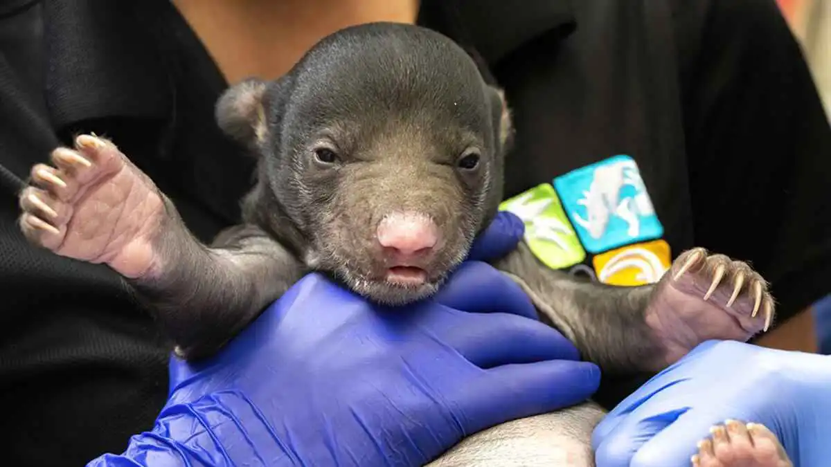 ولادة شبلين نادرين من دببة الكسلان في حديقة أمريكية (فيديو)