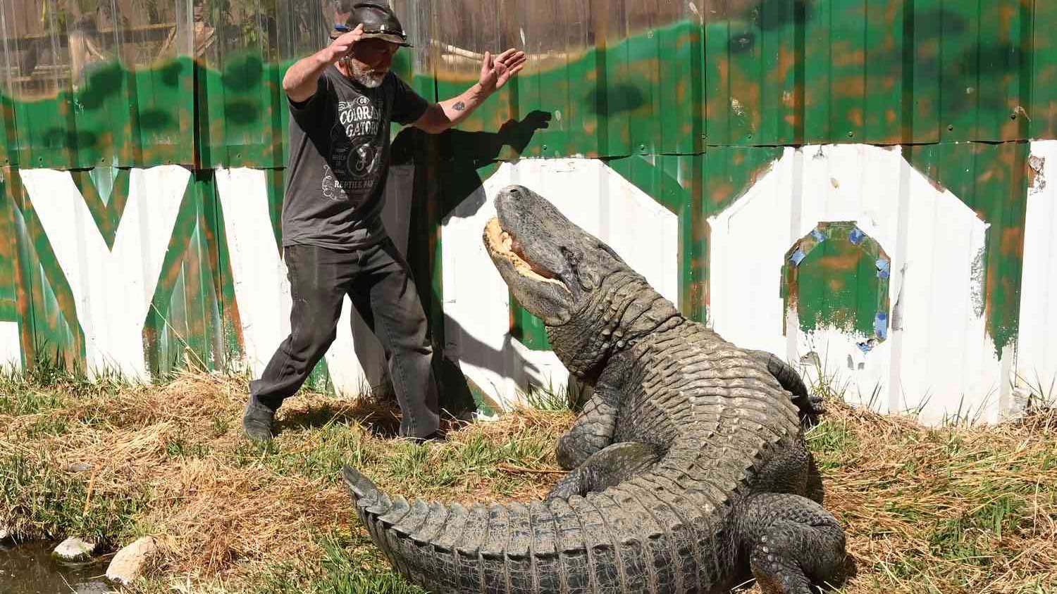 رحيل التمساح "موريس" نجم أفلام هوليوود